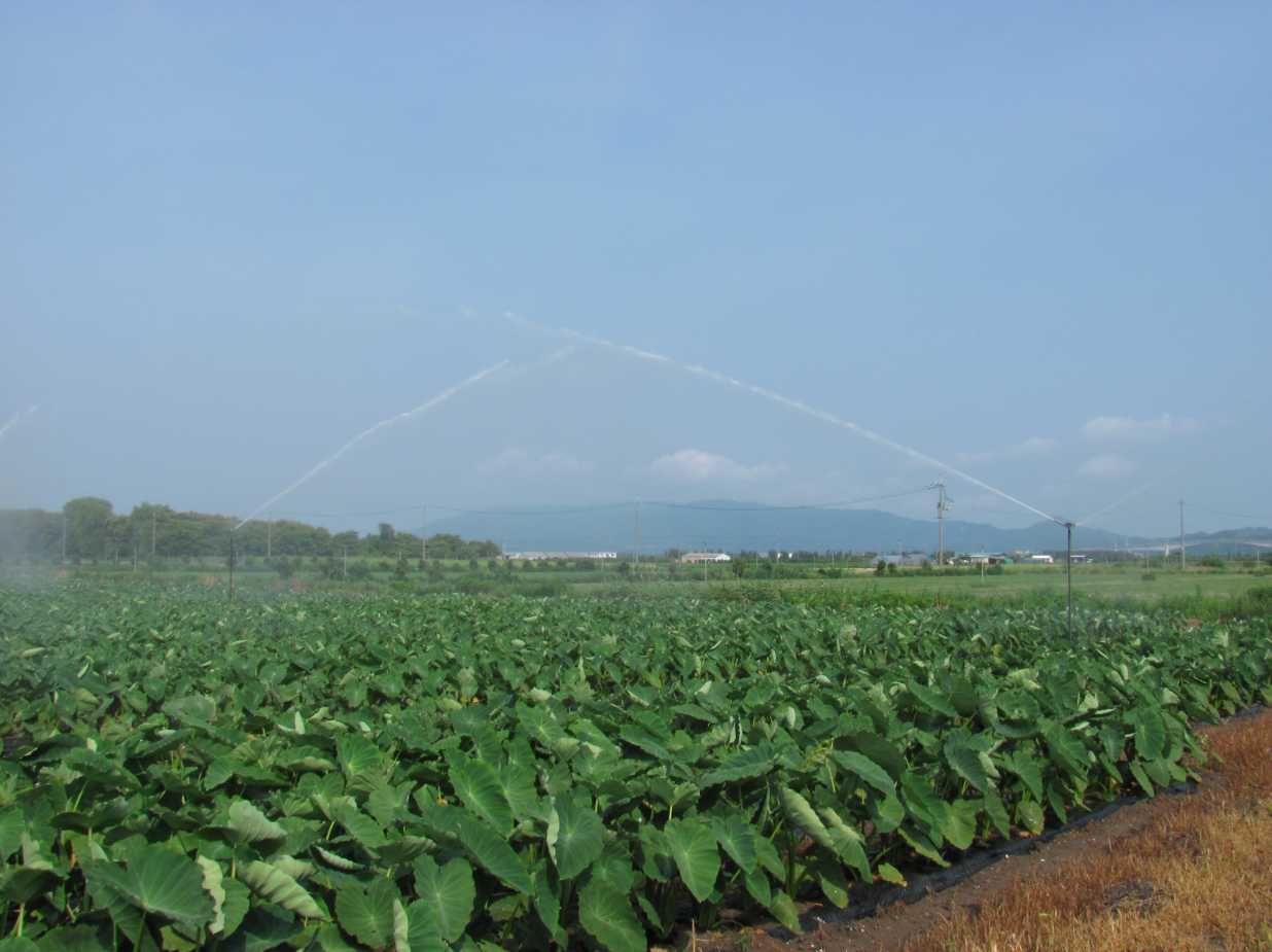 弓浜干拓地の営農状況　サトイモ