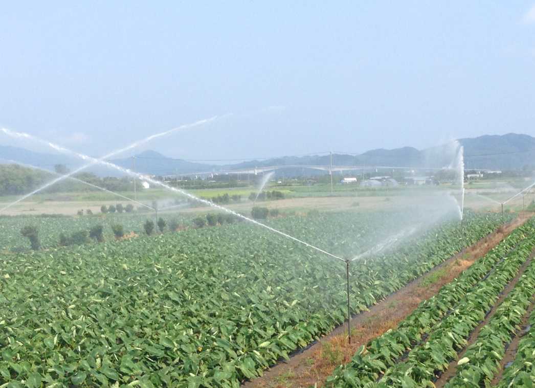 弓浜干拓地のスプリンクラー散水状況