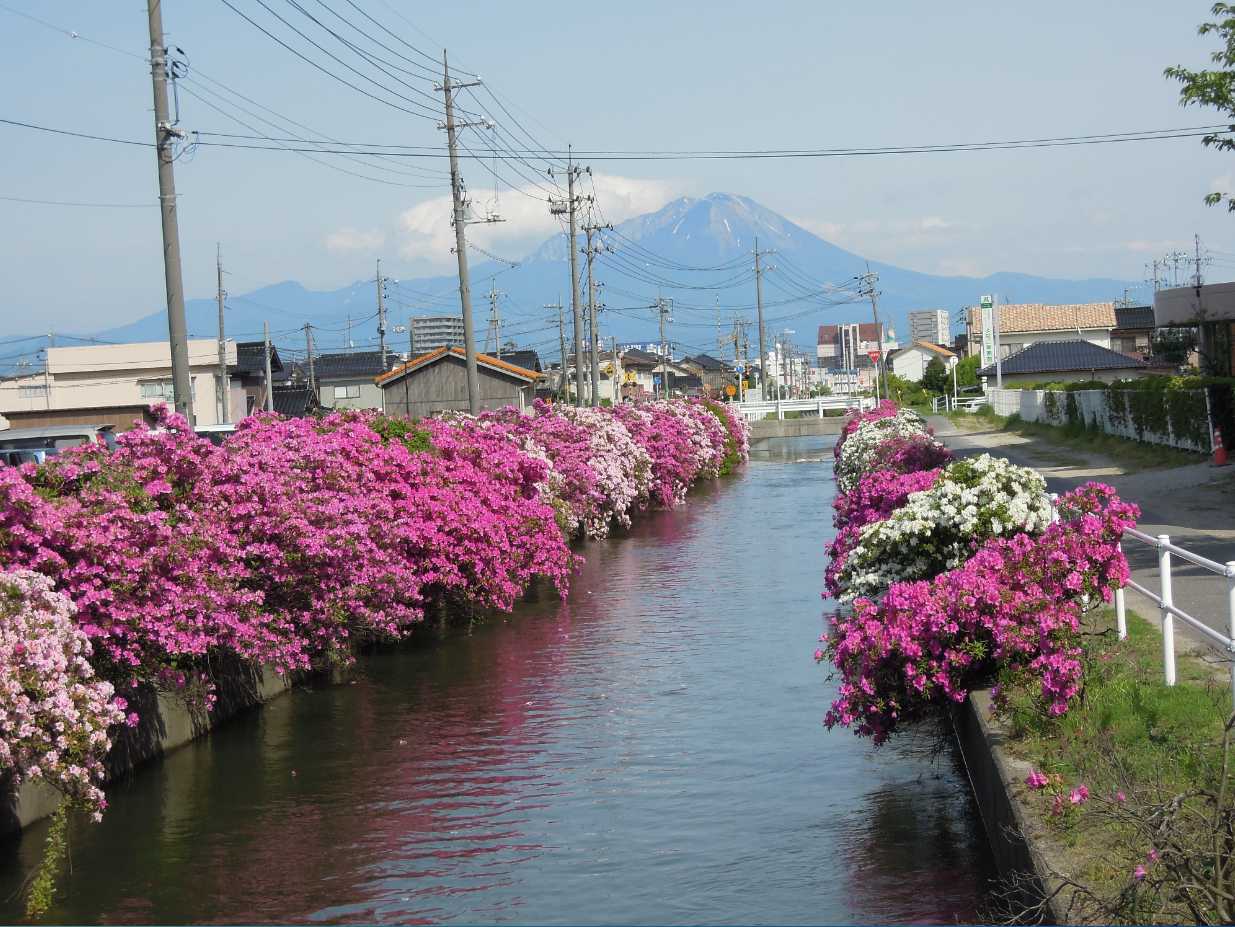 米川とツツジ