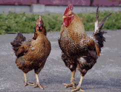 鳥取地鶏のイメージ写真