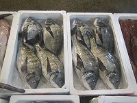 クロダイ