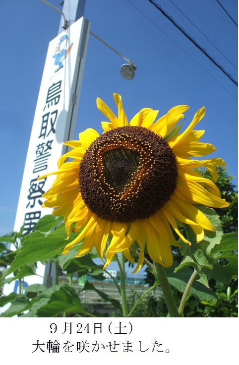 9月24日 大輪を咲かせました