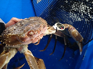 特選とっとり松葉がに五輝星