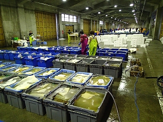 賀露水揚げ状況