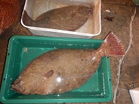 大ビラメ（手前89ｃｍ）