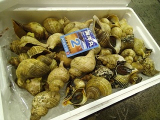 エゾボラモドキ（赤バイ）