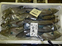 ウマズラハギ