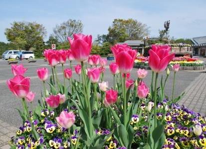 花回廊のチューリップ