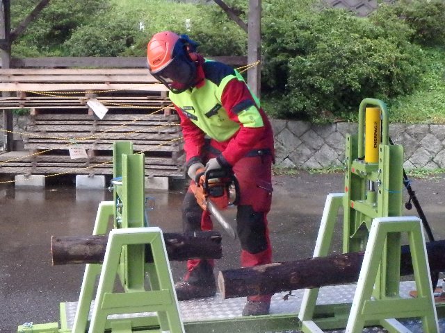 テンションのかかった木の伐採