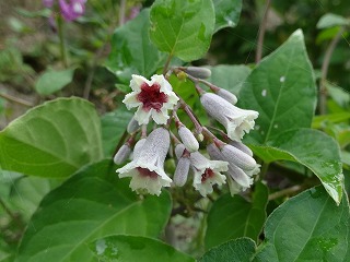 hekusokazurahana