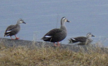 東郷池で見られる野鳥（カルガモ）