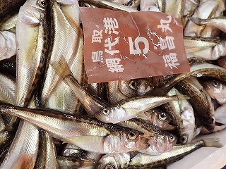 ハタハタ5番（中心のハタハタは1歳魚）