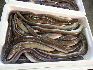 マアナゴ