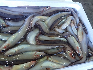 ノロゲンゲ（どぎ）