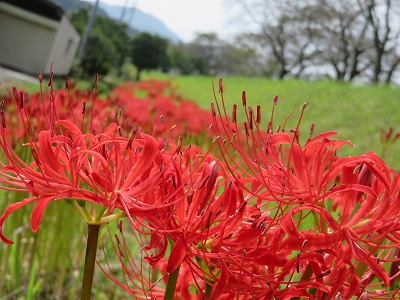 法勝寺川彼岸花