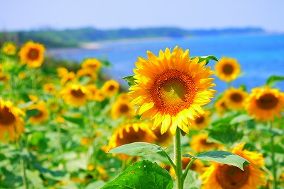 鳴り石の浜のひまわり