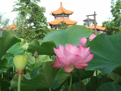 燕趙園の蓮の花