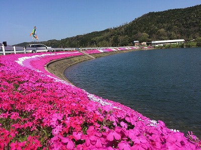 逢坂　芝桜