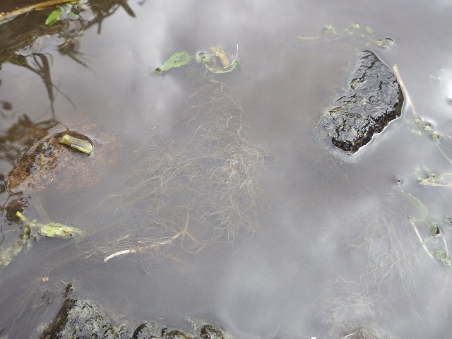 konnkei