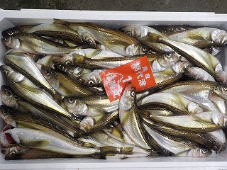 ハタハタ（規格：1番）