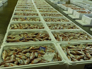 アカムツ（のどぐろ）