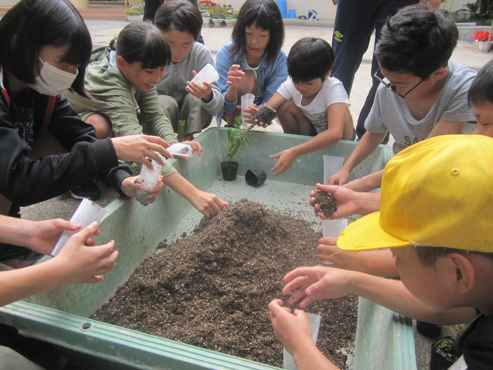 苗木の植替え作業