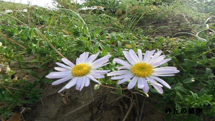 砂丘の植物