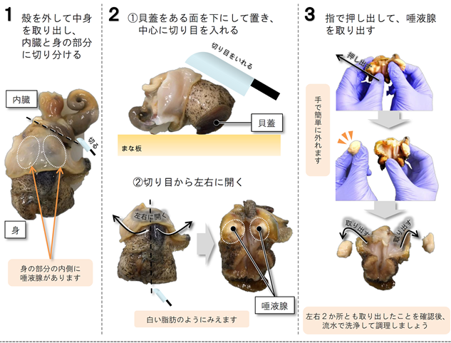 唾液腺の除去方法の写真