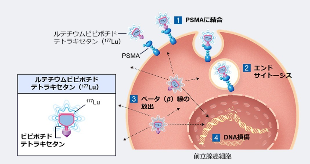 プルヴィクト（177Lu-PSMA-617）治療について