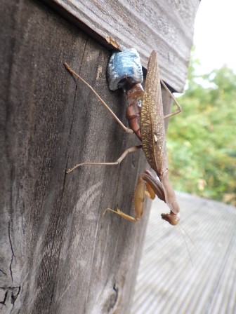 ハラビロカマキリの産卵