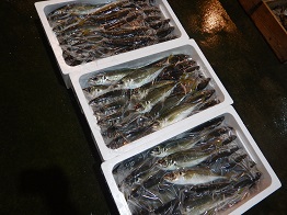 aji