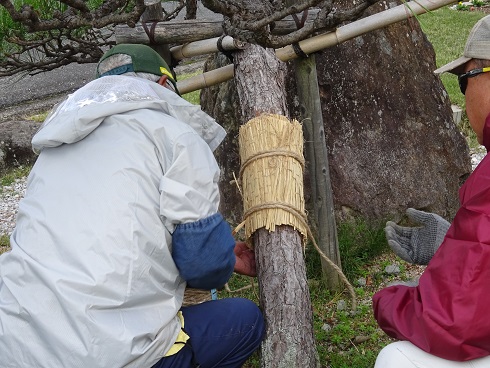 松のこも巻き