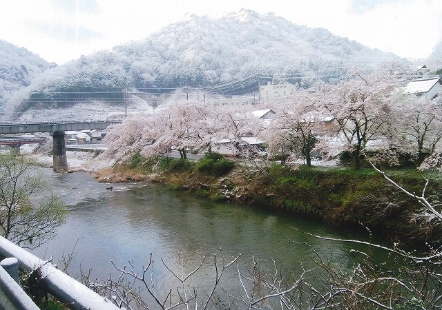 銀賞 満開の桜が雪化粧
