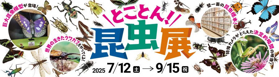 令和7年度鳥取県立博物館企画展　とことん！昆虫展