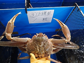 特選とっとり松葉がに五輝星（いつきぼし）