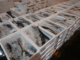hamachi1