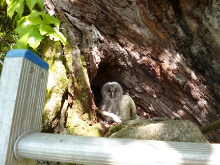 フクロウの幼鳥