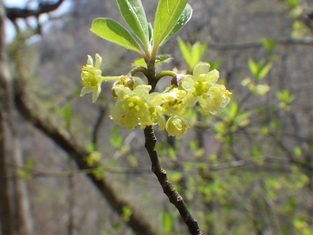 クロモジの花