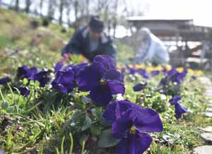 あじさい公園内のお花畑の写真