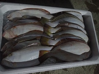 ヒラメ