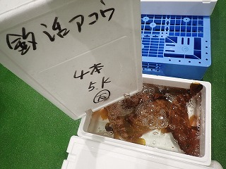 キジハタ(赤碕)