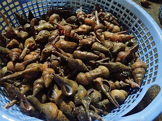 ナガニシ、コナガニシ(赤ばい、赤べい)