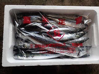 サゴシ:下の個体はすべて、今年生まれのサワラ