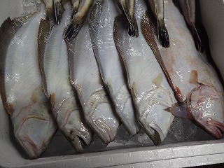 ヒラメ放流魚
