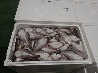 ソウハチ(えてがれい)