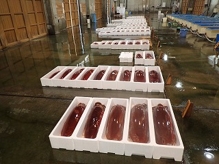 ソデイカ（あかいか）賀露支所水揚げ分