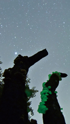 ツキヨタケと星空の写真