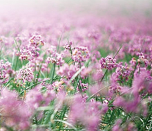 ラッキョウの花の写真