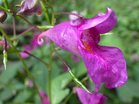 よく見かけるツリフネソウの花