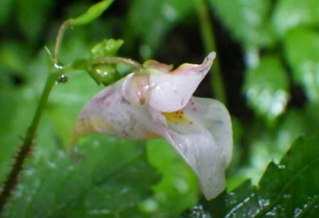 色の薄いピンク色の花